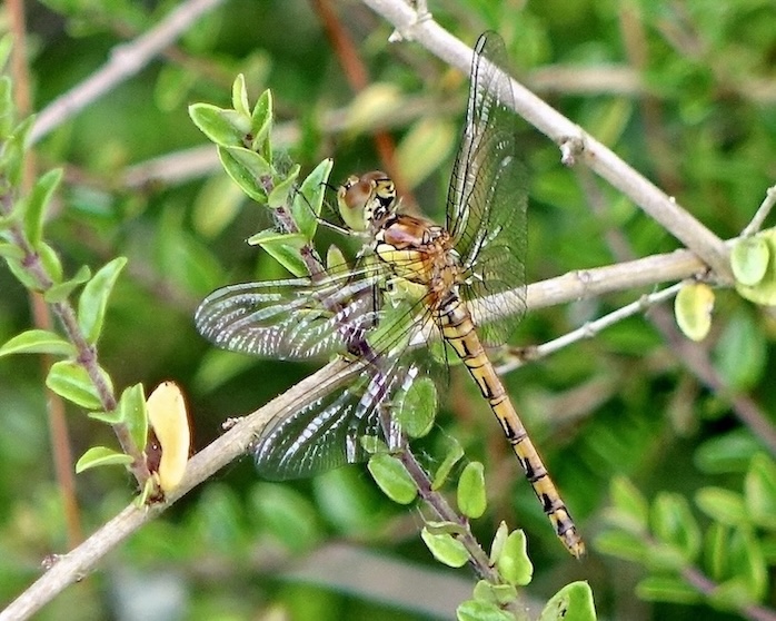 common darter